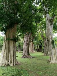 Changthong Heritage Park – A Living Museum of Ancient Trees in Chiang Mai