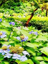 💜繡球花💙大阪長居公園