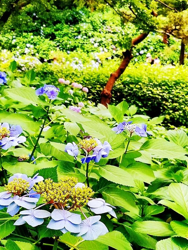 💜繡球花💙大阪長居公園