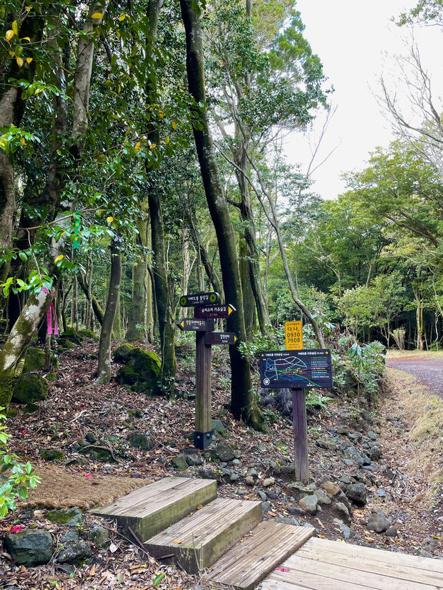 🌳 서귀포 치유의숲, 제주의 자연 힐링! 