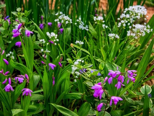 Spring Stirs in the City – Mayfield Park in Bloom