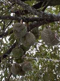 Penang | Durian Lover 2025.05.31