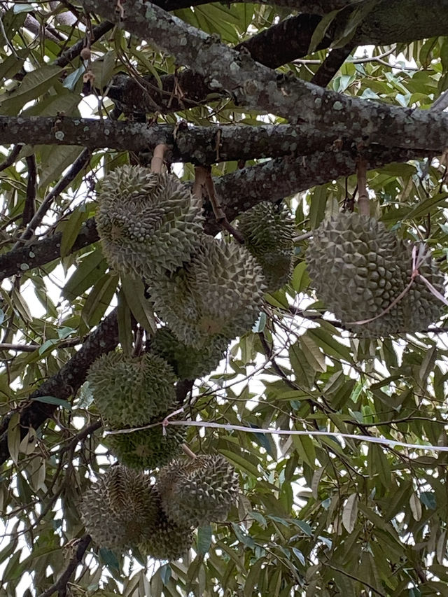 Penang | Durian Lover 2025.05.31