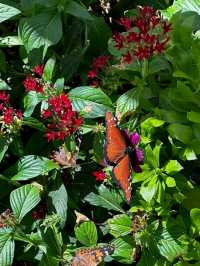 Desert Botanical Garden – Nature’s Art in the Arizona Sun