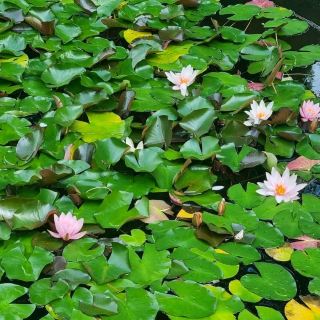 Planten un Blomen – 漢堡的盛開城市天堂