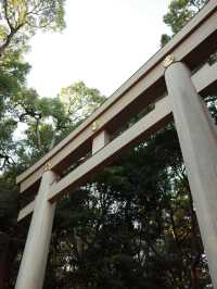 【明治神宮】都会の真ん中で、心が洗われる森へ🌿⛩️