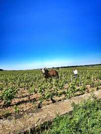 Burgundy for Wine Lovers: A Journey Through France’s Most Precious Vineyards