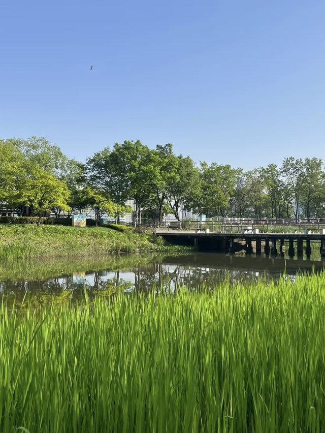 A Wetland Oasis by the River – Houtan Park, Shanghai