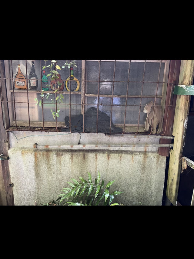 轉角遇到貓-在尾道貓咪小徑與貓貓不期而遇