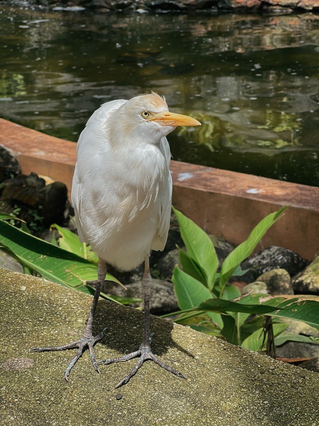 Birds, Beauty & Tropical Vibes at KL Bird Park 🦜🌴