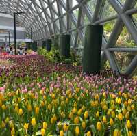 รีวิวสวนทิวลิป @ระยอง🌷💐