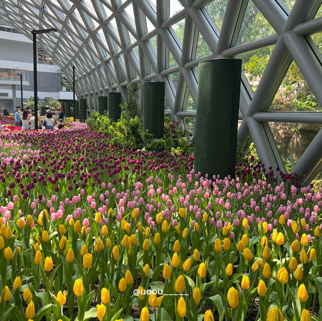 รีวิวสวนทิวลิป @ระยอง🌷💐