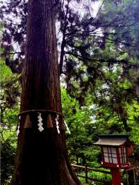 【都心から1時間でいく】癒しの半日高尾山⛰️レポ