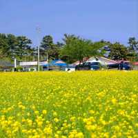 Canola Flower Festival Fun in Samcheok, Gangwon-do