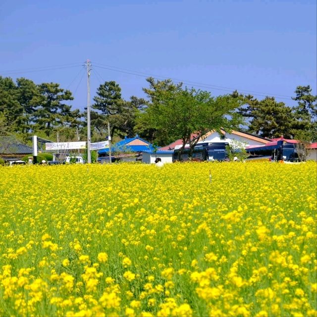 Canola Flower Festival Fun in Samcheok, Gangwon-do
