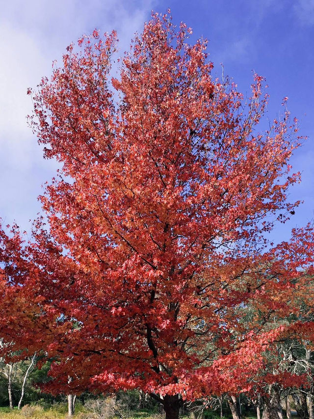 藍山秋日賞楓｜漫步三姐妹岩與林間紅葉 🍁