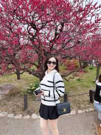 🌸 สวนต้นท้อ (Osaka Castle Plum Grove) 🌸