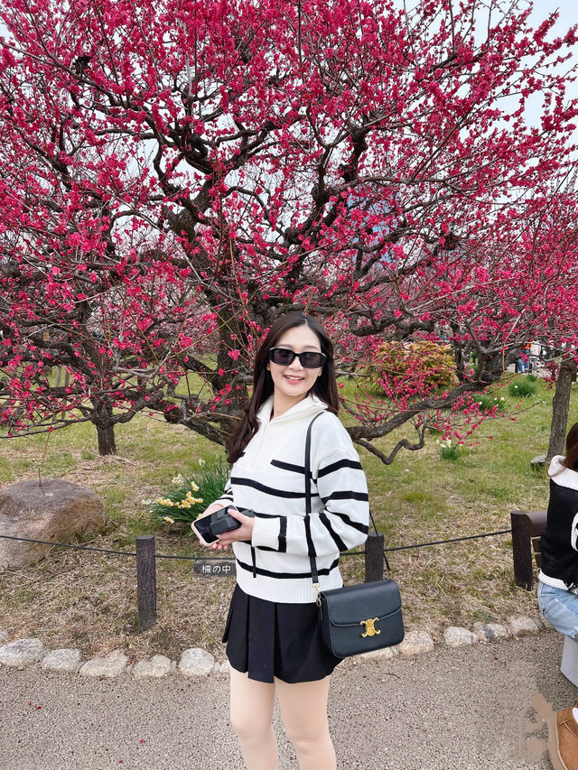 🌸 สวนต้นท้อ (Osaka Castle Plum Grove) 🌸