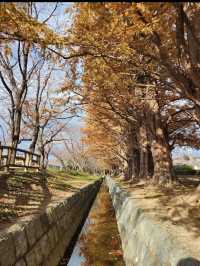 【緑のトンネルに癒される🌿石垣池公園のメタセコイア並木】