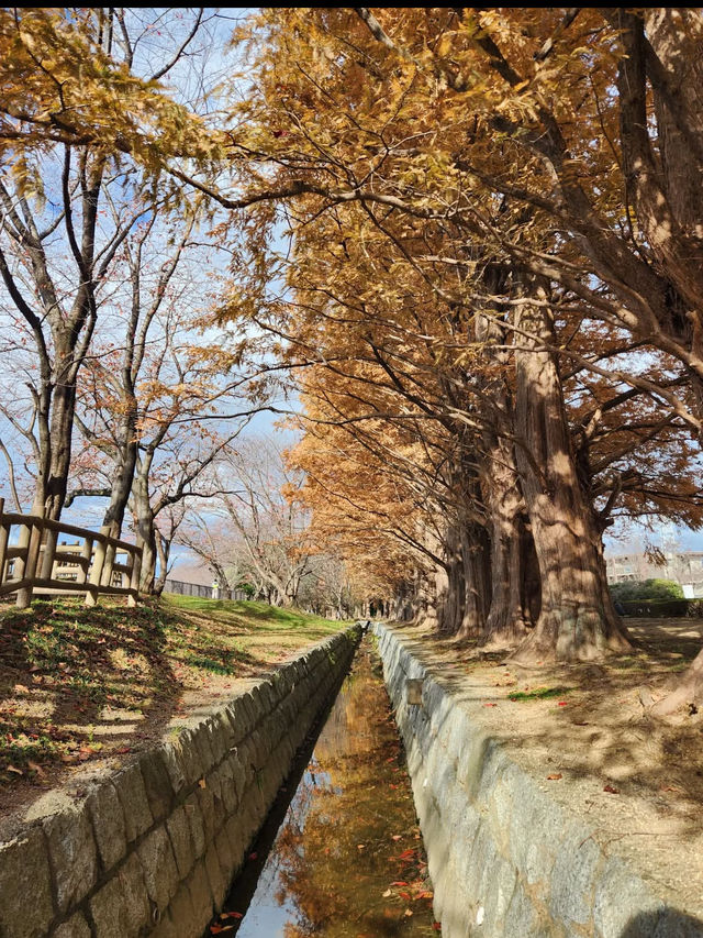 【緑のトンネルに癒される🌿石垣池公園のメタセコイア並木】