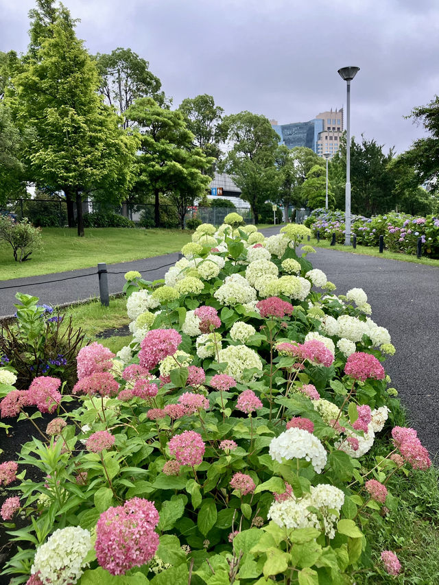 繡球花@東京台場