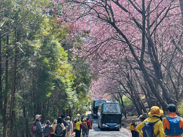 武陵農場賞櫻