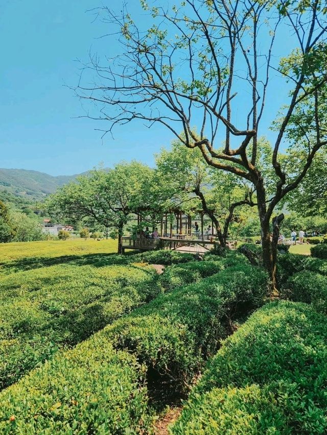 Green Tea Zen