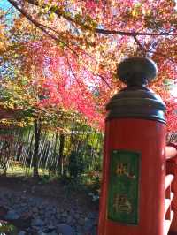 紅葉の修善寺