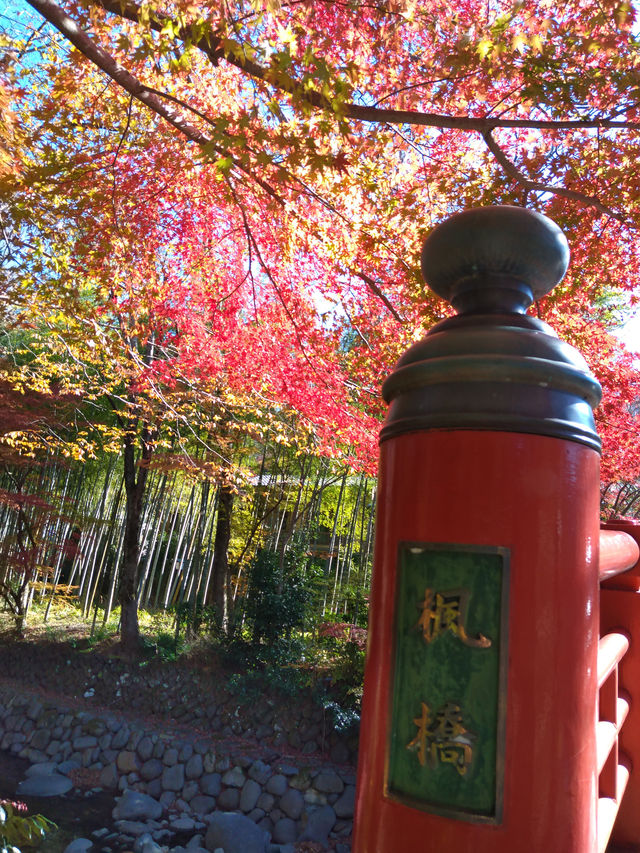 紅葉の修善寺
