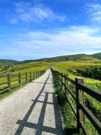 Summer Escape to Qingtiangang Grassland