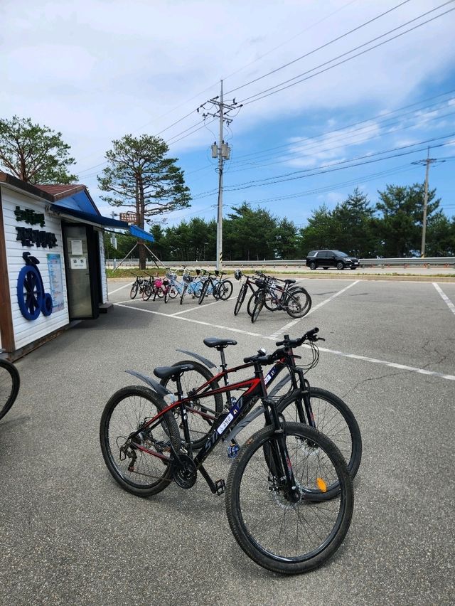 🚴‍♂️강원도 고성여행, 자연 속 자전거 한 바퀴 "송지호 둘레길 자전거대여소"🚴‍♀️
