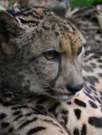 Did You Know?Your Birthday=FREE Entry To Zoo Negara!
