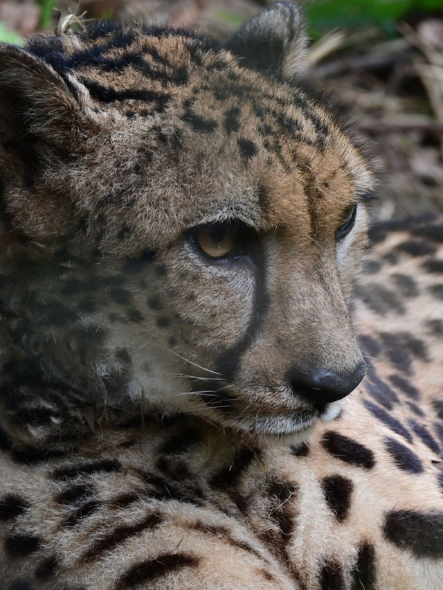 Did You Know?Your Birthday=FREE Entry To Zoo Negara!