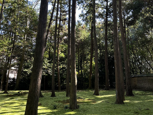 唐招提寺：探索奈良的佛教瑰寶，感受千年文化的深厚底蘊！