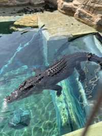 🐊 Face to Face with Giants in Darwin 🦎🌴