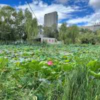  🌿 Exploring Hohhot’s Green Heart — Qingcheng Park (青城公园) 🌿