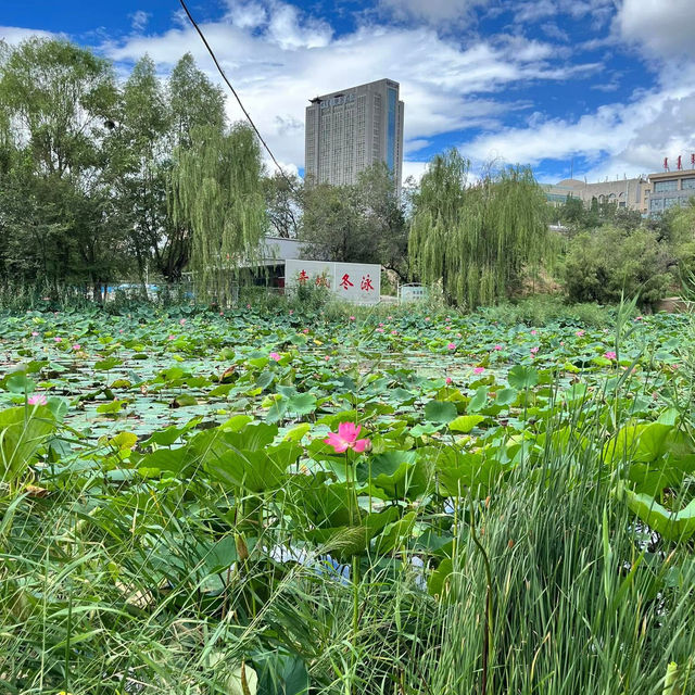  🌿 Exploring Hohhot’s Green Heart — Qingcheng Park (青城公园) 🌿