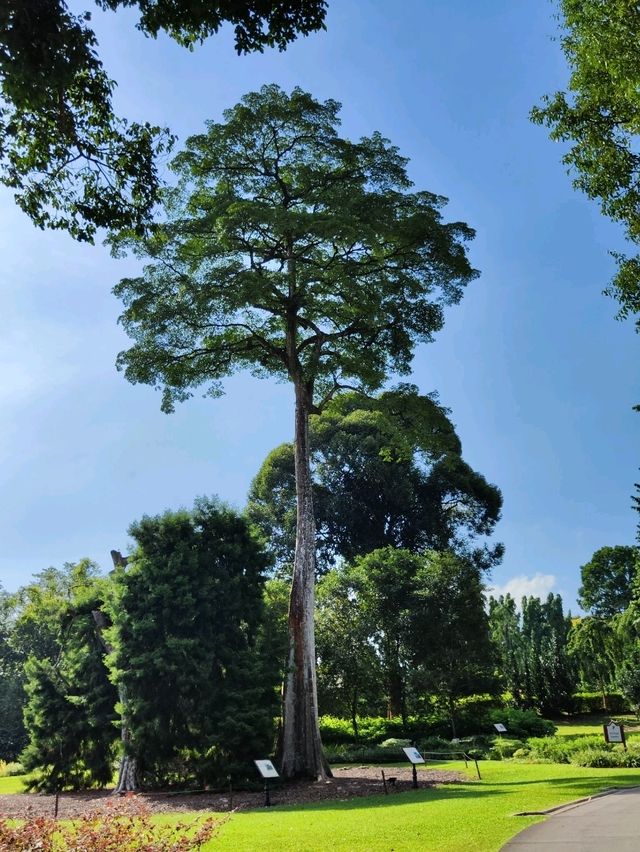 Botanic Garden in Singapore
