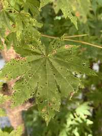 緘默的石窟庵山腳下：厚實底蘊的逸放