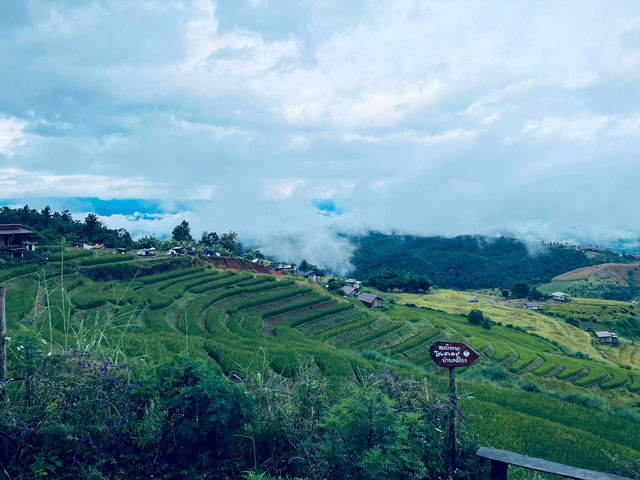 🌾 ป่าบงเปียง – วิวหลักล้านกลางทุ่งนาเขียวขจี 🍃💚 🌾 ป่าบงเปียง – วิวหลักล้านกลางทุ่งนาเขียวขจี 🍃💚