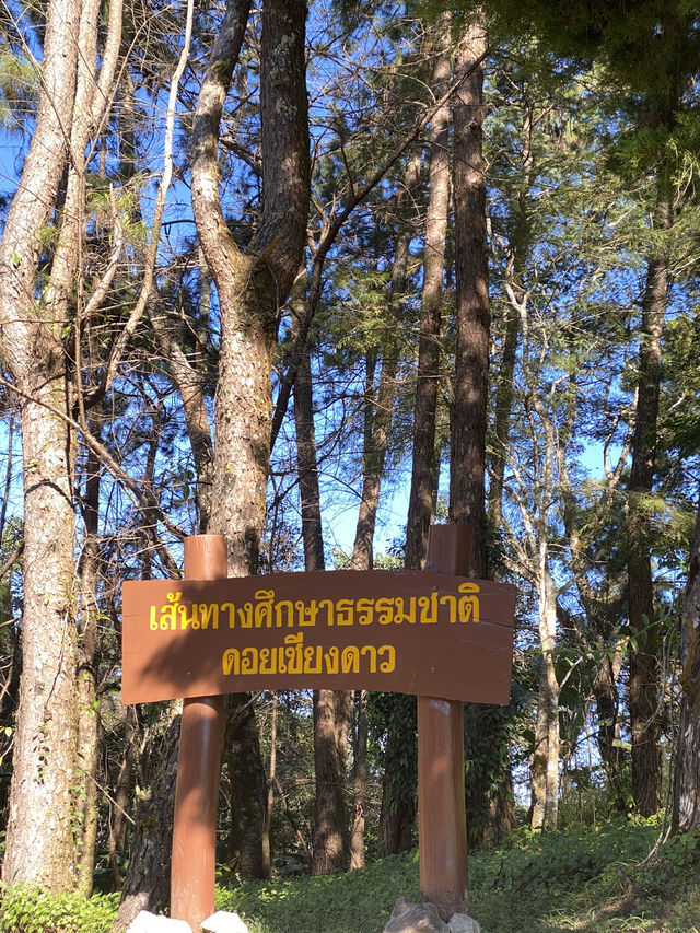เดินป่า ศึกษาธรรมชาติ ดอยหลวงเชียงดาว ⛰️⭐️