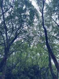 台北|象山公園|城市綠洲的健行與賞景之旅