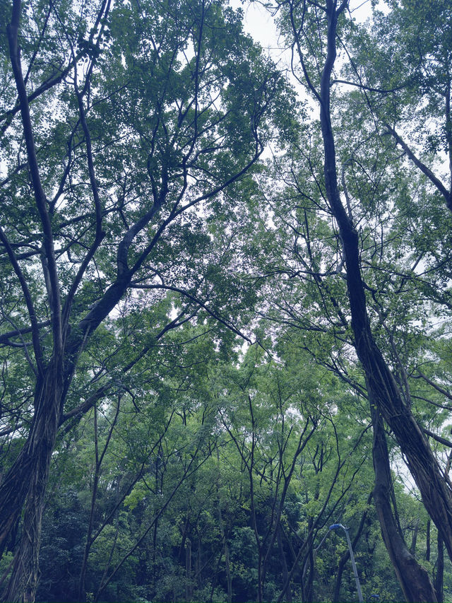 台北|象山公園|城市綠洲的健行與賞景之旅 台北|象山公園|城市綠洲的健行與賞景之旅