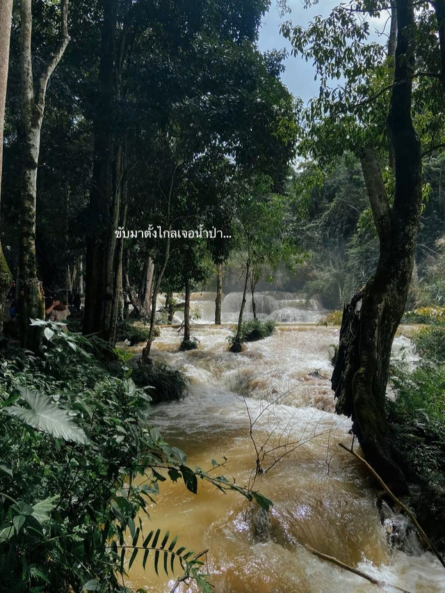 📍น้ำตกตาดกวางสี หลวงพระบาง🇱🇦