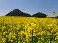 Luoping - Sea of Rapeseed Flowers in Yunnan.