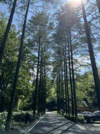 Trekking in beautiful Moganshan mountain 莫干山