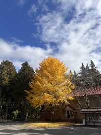 秋日金黃的淺間神社