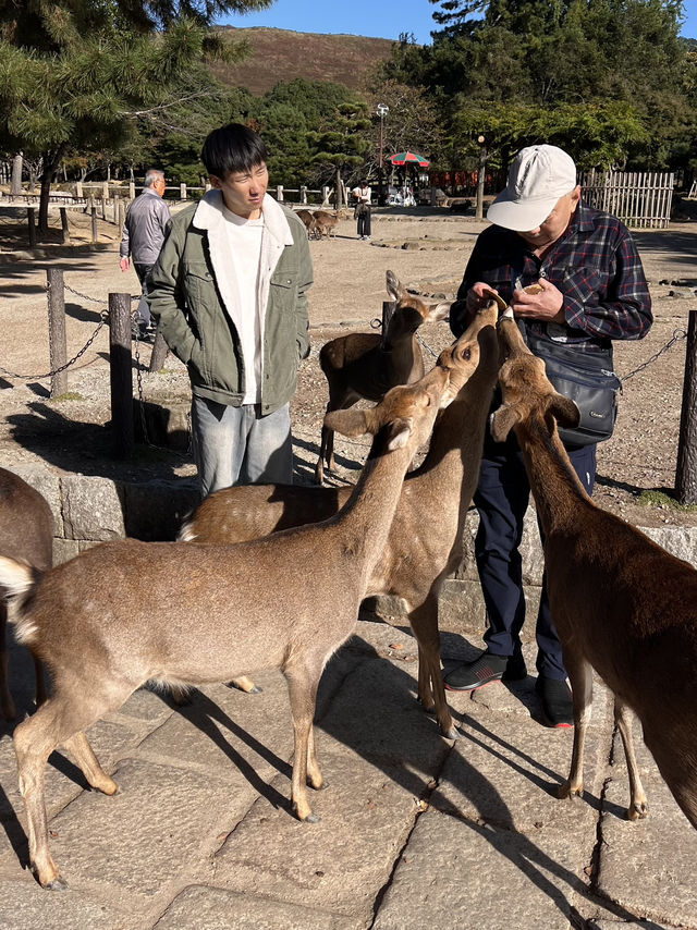 🦌 Day Trip to Nara – Gardens, Deer & Matcha 🍦