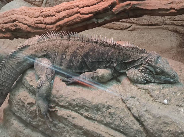名古屋親子活動最佳場所#名古屋東山動植物園-日本愛知縣名古屋市