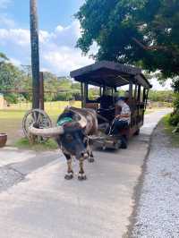 【沖縄】ビオスの丘